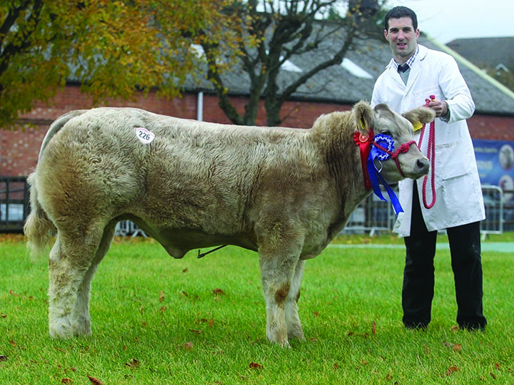 Alan Veitch with his Champion in the Calf Spectacular at Allams