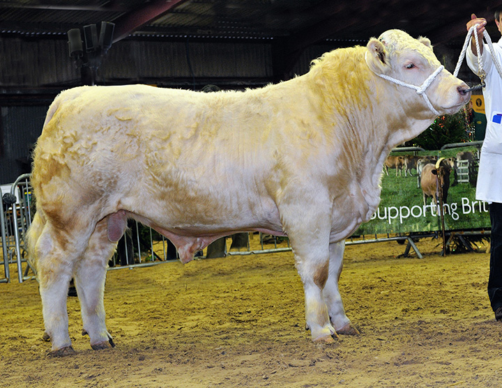 Champion bull & reserve supreme champion Mortimers Hadrian Mortimers Farm Ltd