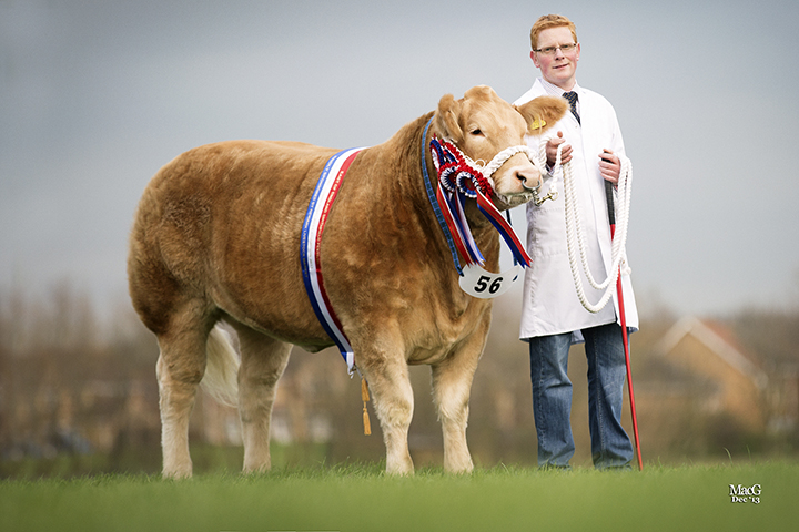 Drew Hyslop with Bang Tidy the East of England Smithfield Festival Supreme Champion