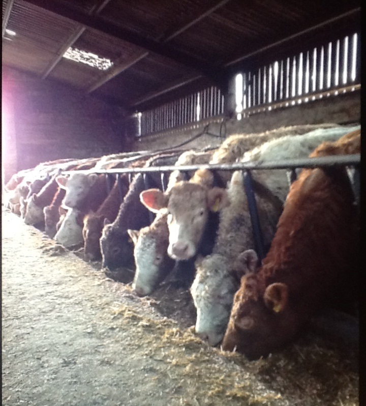 Wintering cattle at Forsie