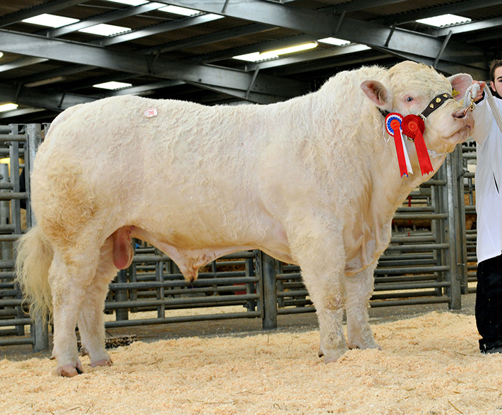 The Champion Sportsmans Harrypotter at 6,200gns