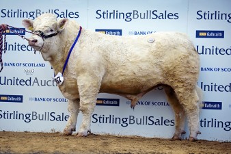 Westcarse Highlight, 8,000gns