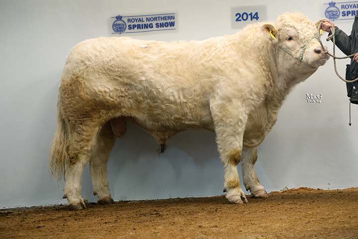 Kinclune Hayday, Sale leader at 6,900gns