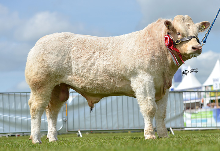 Burnside Iceberg owned by Brian McAllister & Son Junior Breed Champion winner of HA Curry Cup