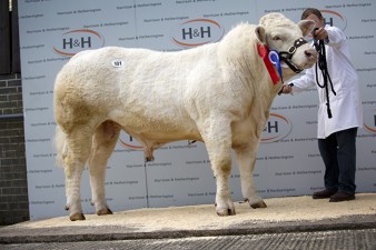 Caylers Influence at 10,000gns. Reserve Intermediate Champion