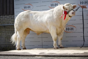 Southwillow Hal at 11,000gns and Senior Champion