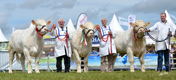 Coolnaslee Harmony, Coolnaslee Helga and Coolnaslee Ivanhoe the winning group of three Charolais owned by Gilbert Crawford