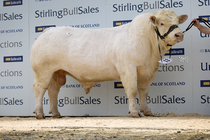 Kersknowe Horatio at 5,800gns