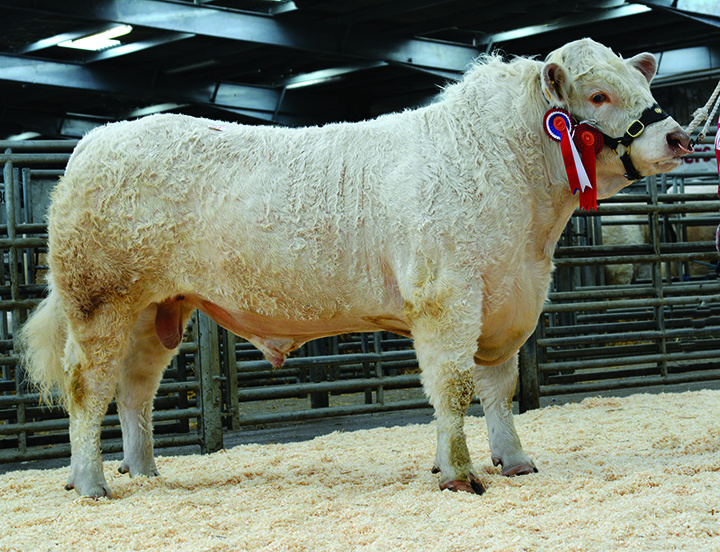 The day's Champion, Maerdy Hoelen at 5,000gns