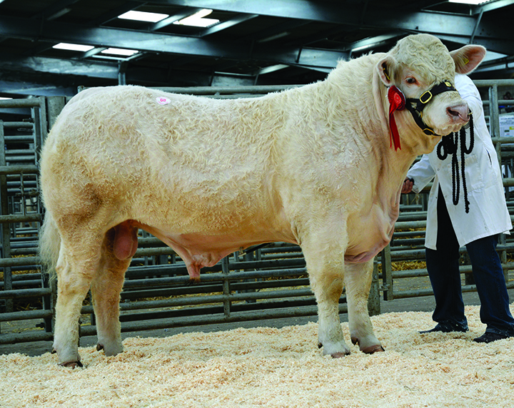 Caylers Isaac at 4,800gns