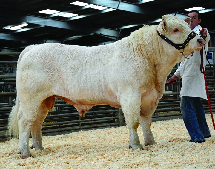 Montgomery Harman at 6,800gns