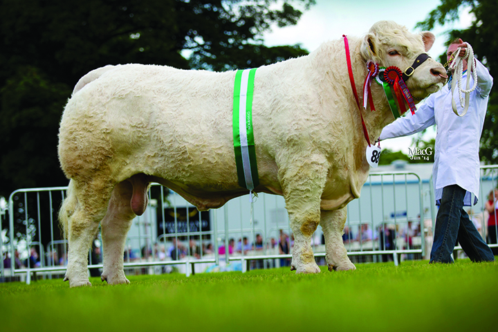 Mornity Farms Maerdy Hwre was the reserve junior Charolais champion and the inter-breed champion in the Marks and Spencer Performance recorded class