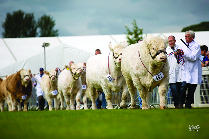 The Charolais group of four were placed in third position in the United Auctions inter-breed competition