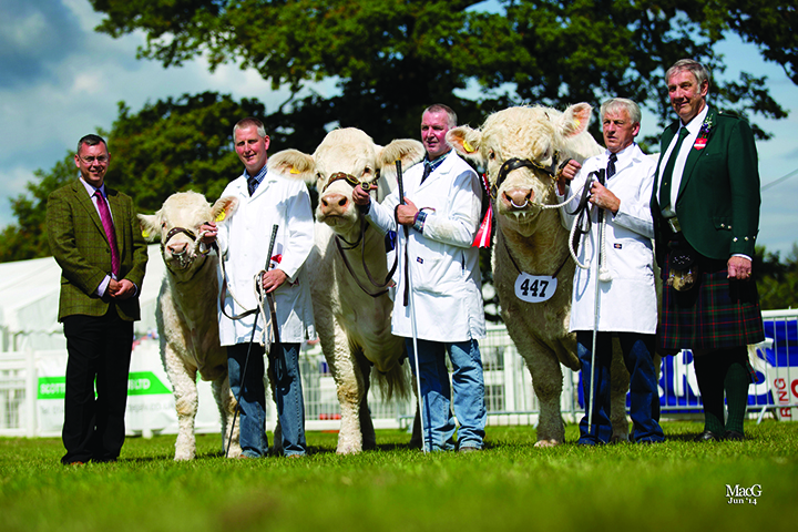 The Charolais inter-breed champion from left to right: Ian Anderson (Harbro sponsor) James and Andrew Reid with Balmaud Eclipse, Barney O'Kane with Rumsden Fawkes and the judge Dave Murray