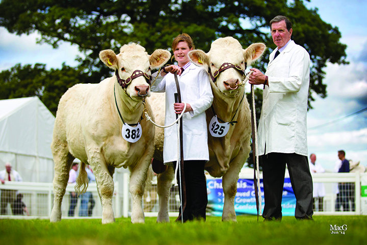 Robert & Avril Aitken were placed in reserve position for the best pair of Charolais cattle bred by exhibitor