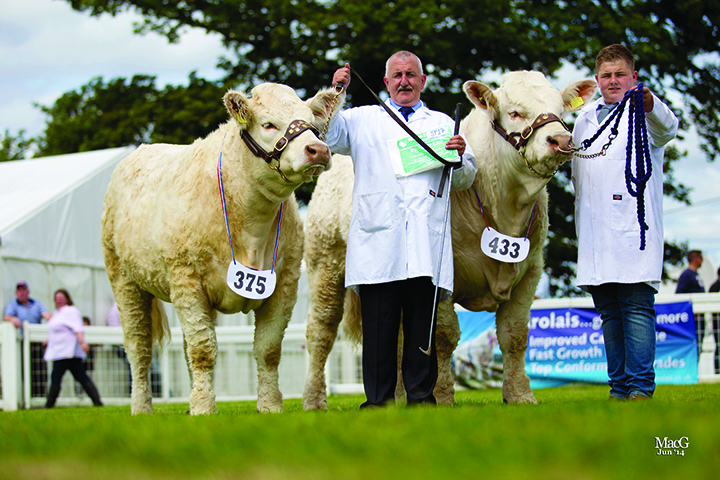 Andrew Hornall won the best pair of Charolais cattle bred by exhibitor, shown by Norman and Steve Taylor
