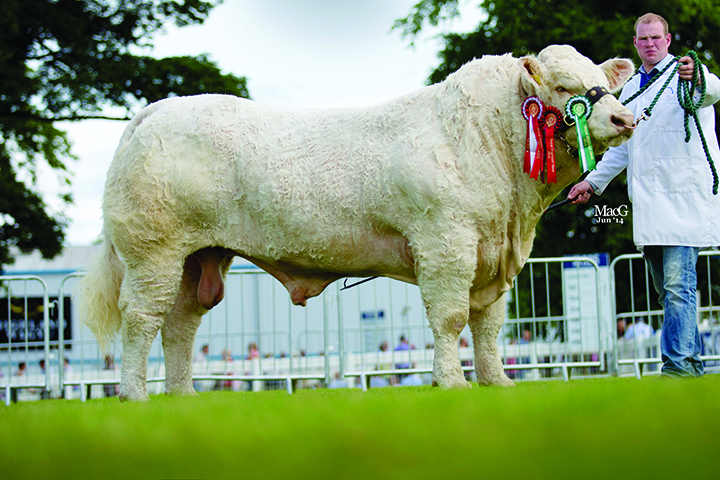 Gilbert Crawford's Goldstar Hugo2 shown by Stuart Wilson was the junior champion Charolais and the inter-breed junior champion