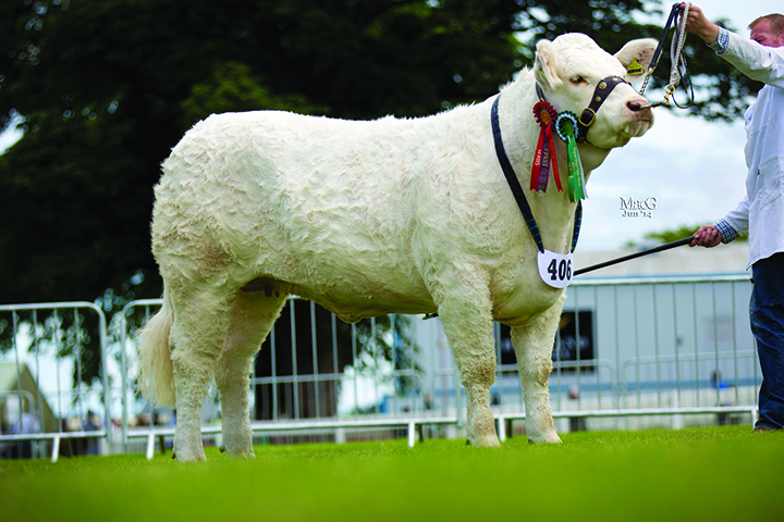 A & A Wright's Lagavaich Hermine was awarded the reserve female championship award