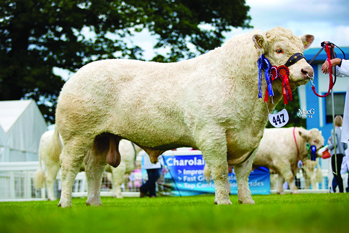 The male champion and reserve supreme champion Charolais was Patrick Gallagher's Rumsden Fawkes