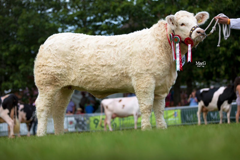 The Supreme Charolais and the Reserve Inter Breed Champion was Sportsmans Highness exhibited by Boden & Davies