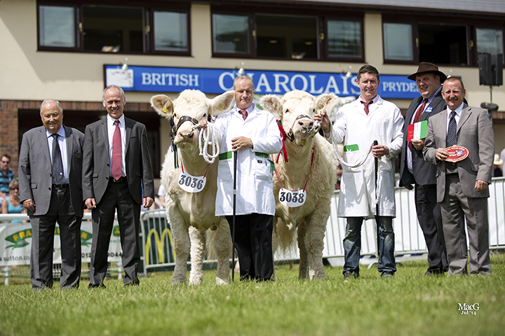 From left to right: BCCS President Mervyn Park Zoetis  sponsor Ifor Jones, Kevin Thomas with the reserve supreme champion Moelfre Halo, Nairn Wyllie with the champion Charolais Gower Highness, judge William McAllister and the BCCS Chairman Steve Nesbitt
