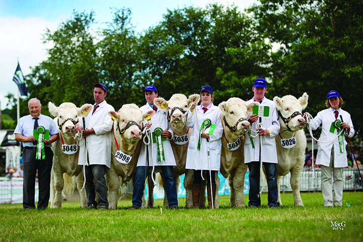 The Charolais team were the reserve champion in the "Group of Five" Interbreed Competition