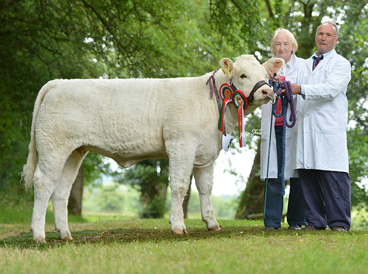 Reserve junior Charolais heifer Cappagh Jude owned by Robin and Mrs A Todd 
