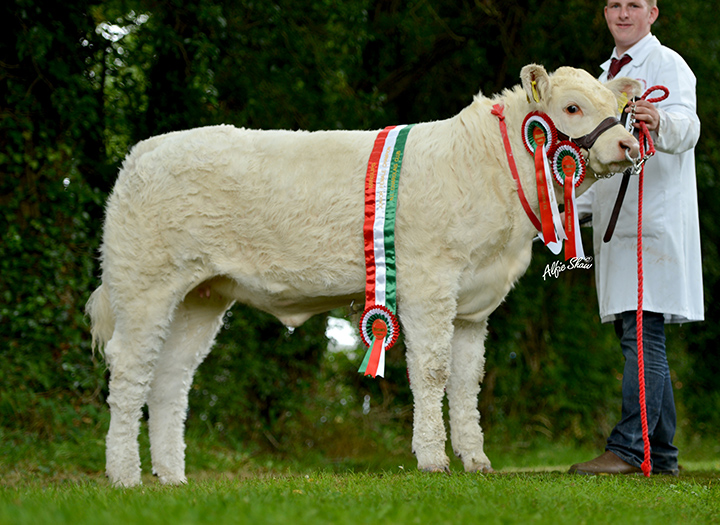 Champion junior Charolais heifer Derryharney Jinglebells owned by HC Stubbs and A A Burleigh