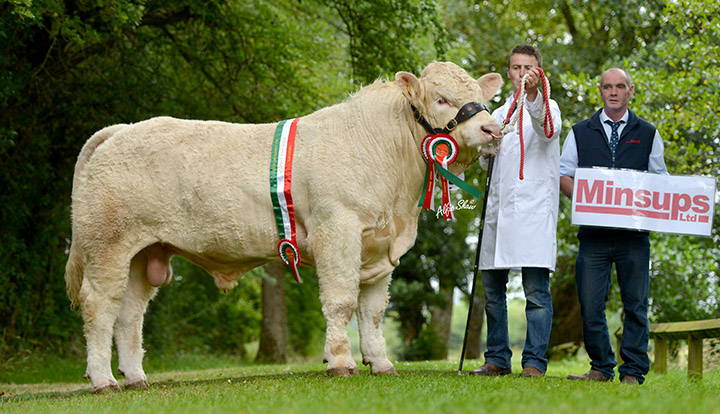 Jerrettspass Inglebert senior male champion owned by Brendan Reavey and exhibited by Gerard Reavey with Tommy McKenna the sponsor