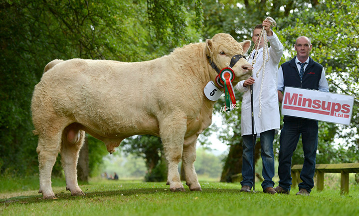 Jerrettspass Ivan senior reserve champion owned by Brendan Reavey exhibited by Gerard Reavey with Tommy McKenna sponsor