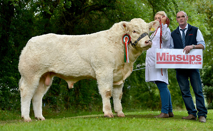 Reserve champion intermediate bull Ratoary Irishman ET bred by Sean McGovern exhibited by Eimear McGovern