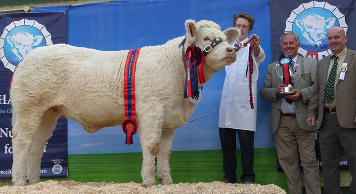 Bessibell Incredible, Supreme Female Champion owned by J Smyth, pictured with David Benson, Chief Executive British Charolais and judge Michael Durno