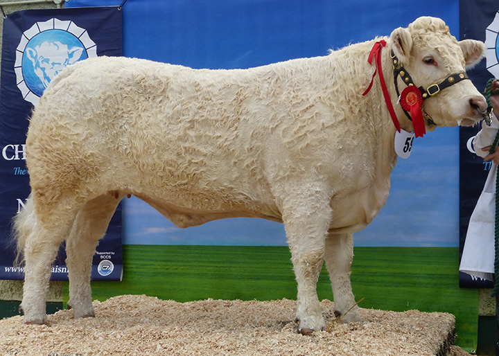 Senior Female Champion Coolnaslee Harmony owned and exhibited by Mr G J Crawford