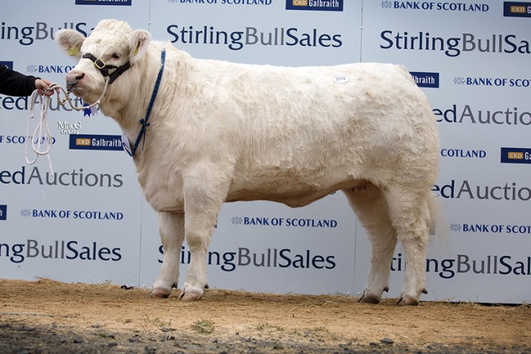 Vexour Herd at 4,000gns