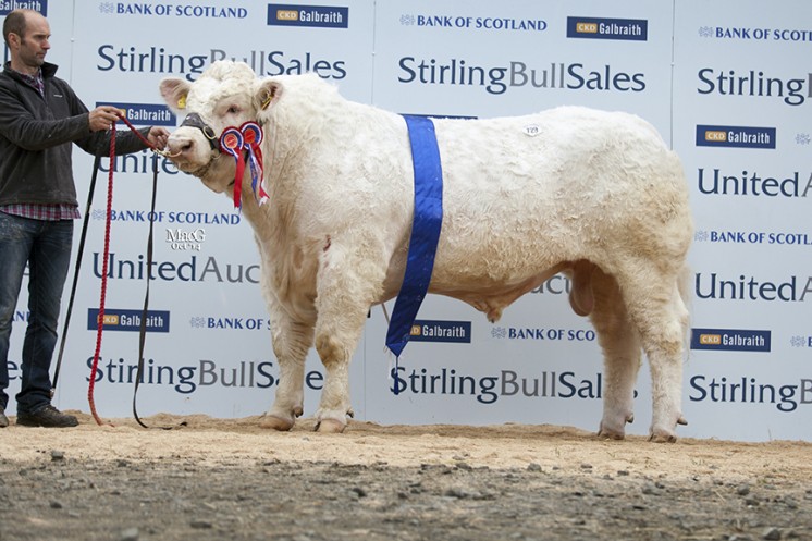 The intermediate champion Elrick Iceman at 12,000gns