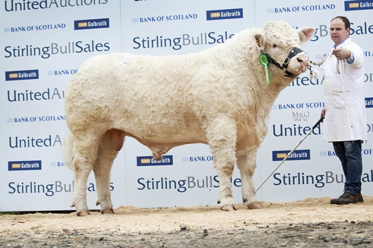 Sale leader Maerdy Ignition at 22,000gns