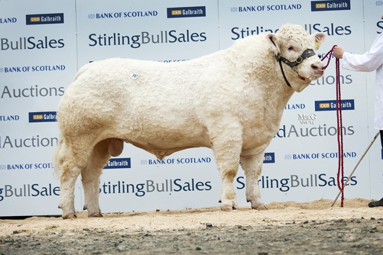 Goldies Inferno at 9,500gns
