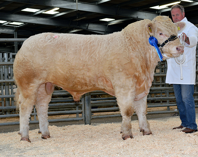 Davally Invincible at 6,000gns