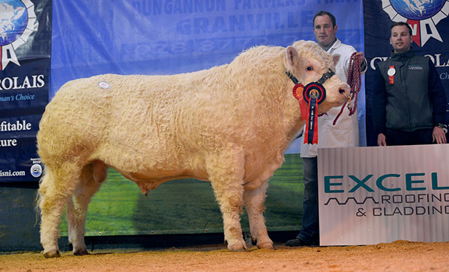 Killadeas Inverness - Reserve Junior Champion, 4,700gns - with David Bothwell, and sponsor Stephen  Berry of Excel Roofing