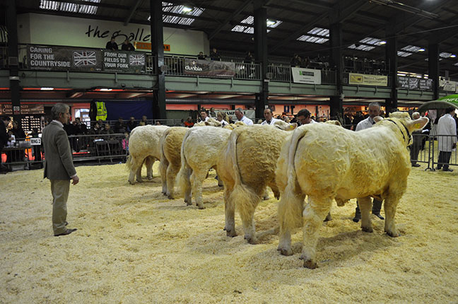 Alwyn Rees judging a line-up of Charolais bulls at the National Primestock Show