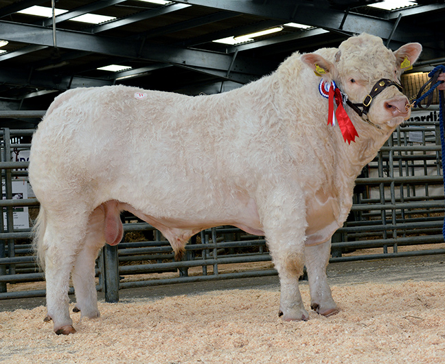Montgomery Ianto at 5,200gns