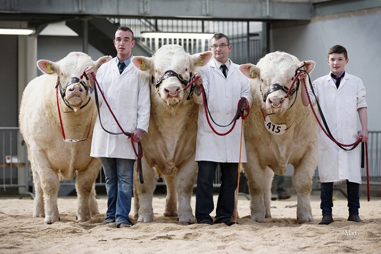 The Harestone bulls consigned by Neil Barclay won the best three bulls bred by exhibitor and sired by one sire (Inverlochy Ferdie)