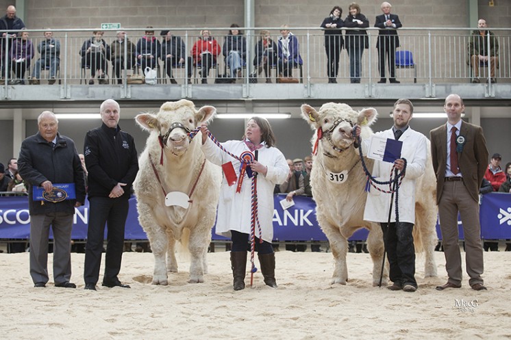 The Senior Bull Champion. Left to right: Mervyn Parker, Andrew McPhail (Bank of Scotland), Tracey Nichol with Balthayock Imperial, Matthew Milne with the reserve senior champion Elgin Ivanhoe