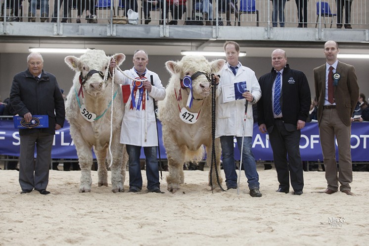 The Junior Bull Champion. Left to right: Mervyn Parker, Robert Marshall with the junior champion Blelack Imperialist, Hamish Goldie with the reserve junior champion Goldies Icon, Sandy Hay and Michael Massie