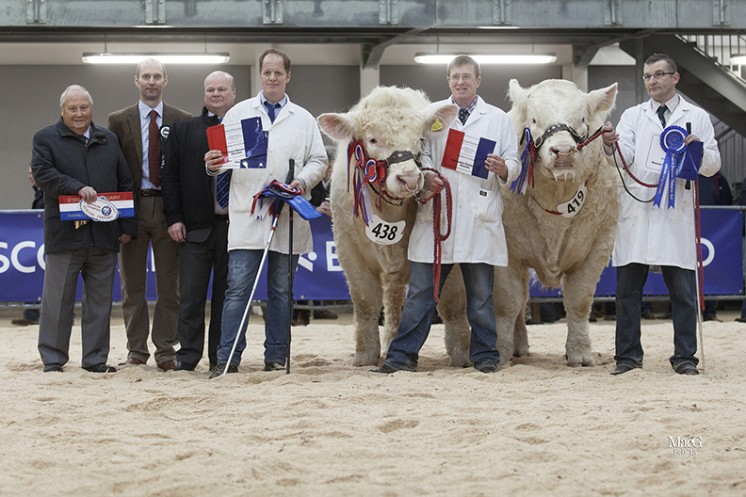 The Supreme and Intermediate bull champion.  Left to right BCCS President Mervyn Parker, judge Michael Massie, head of Agriculture Bank of Scotland Sandy Hay, Hamish Goldie, Bruce Goldie with the supreme and intermediate champion Goldies Ivan and Sean O'Brien with the reserve supreme and reserve intermediate champion Harestone Imran