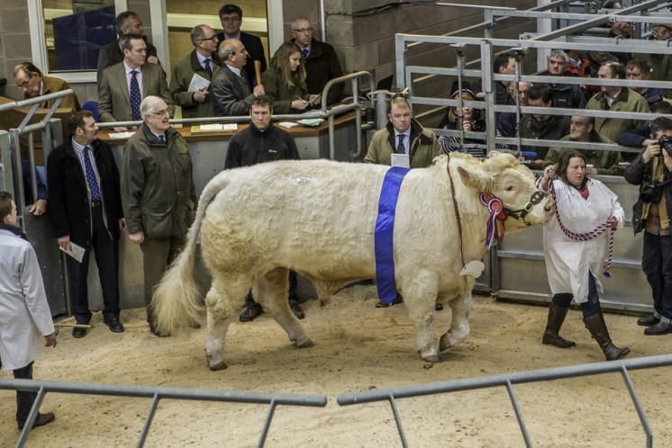 Balthayock Imperial at 11,000gns