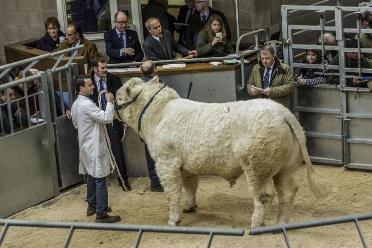 Alsnow  Imperial at 12,000gns