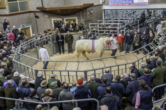 Lot 438 - Overall Champion Goldies Ivan - sold for 12000 gns (3)