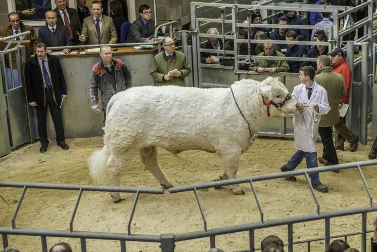 Clyth Indestructable at 18,000gns