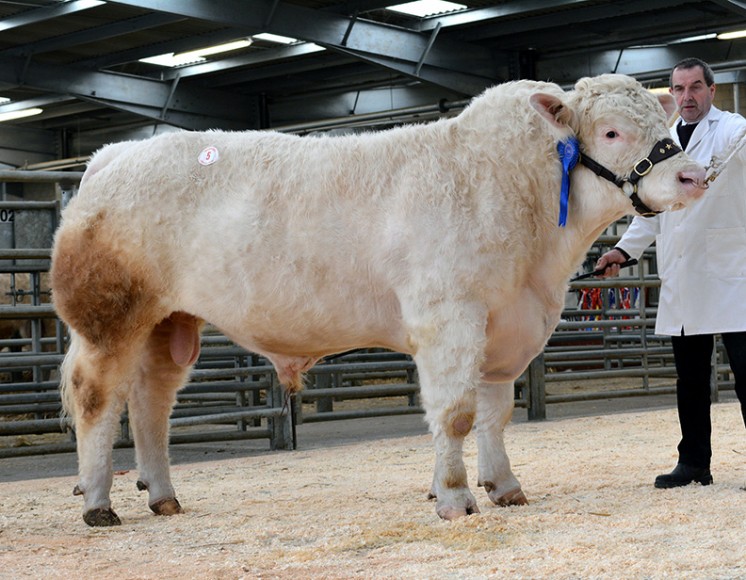 Mortimers Iiliad sold for 4,200gns
